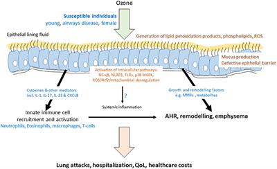 Transcriptional Effects of Ozone and Impact on Airway Inflammation